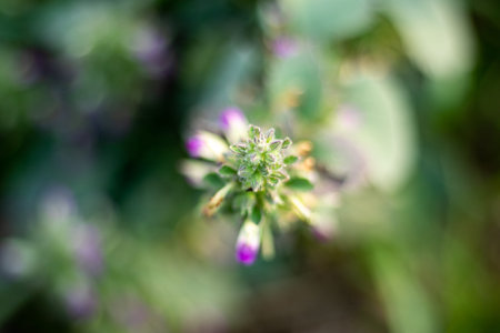 Eye-catching tiny white, pink wildflowers. Small buds, also known as popcorn buds, are created in...