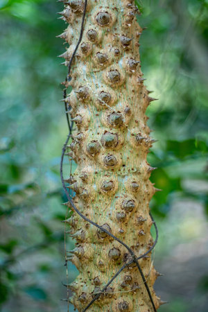 Sandbox trees are one of the world's most dangerous trees because this is a thorny tree. The tree is harvested from the wild for local use as a medicine and source of materialsの写真素材