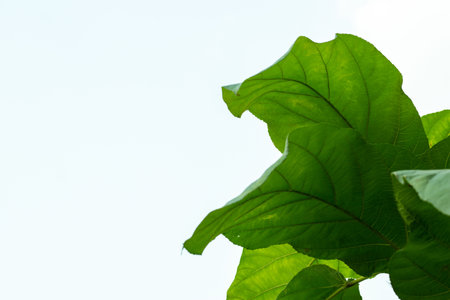 Ficus simplicissima leaves on isolated white background, palmately divided petiole cylindric with short thick barbed hairs, adaxially sulcate leaf bladeの写真素材