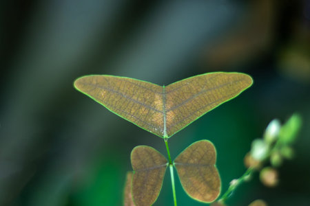 Red butterfly wing, Christia vespertilionis owes its common name to the unusual shape of its...