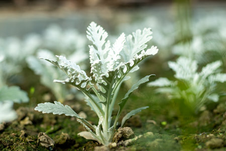 Cineraria Maritima or Silver Ragwort, commonly known as silver ragwort, is a perennial plant species in the genus Jacobaea in the familyの写真素材
