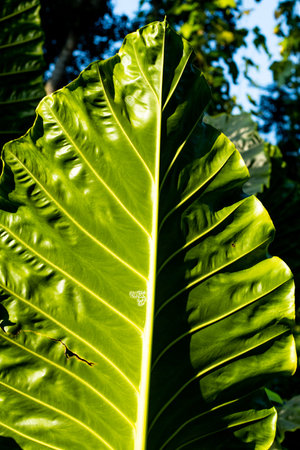 Giant Taro leaves and Borneo Giant it is an imposing plant. Alocasia mycorrhizas features immense,...