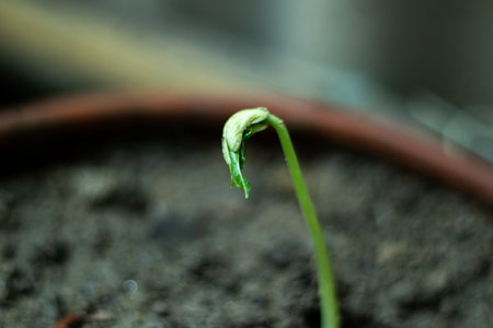 Long Beans, the better the soil, the better your plants will grow. Plants. Beans are warm-weather vegetables that require soil and air minimum temperaturesの写真素材