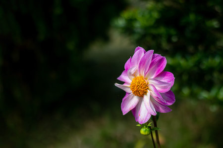 Dahlia plants are amazing, another example of horticultural magic. Popular varieties of colors sell...
