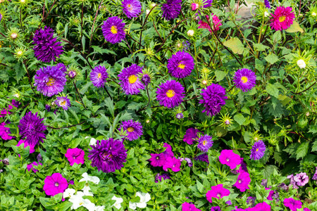 Most asters flower in summer and autumn. They thrive in full sun, but many flower in partial shade....