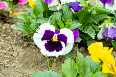 Pansies have a long history dating back to ancient Greece used for medicinal purposes. Pansies are most frequently seen as winter bedding, and also plants in the summerの写真素材
