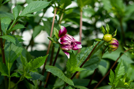 Dahlia varieties and saving the cuttings to propagate new plants for the future. Dahlia maximizes the plant's ability to make flowers! Single Dahlia into a beautiful bunch of flowersの写真素材