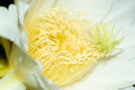 Night or evening blooming dragon flower petals are seen in detail on white background. Dragon flower is a large flower surrounded by white-yellow petalsの写真素材