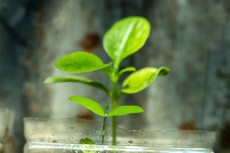 There are lots of small, slow-growing that won't overcrowd your gardenの写真素材