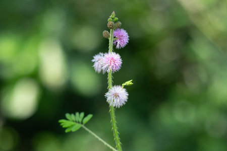 Giant sensitive plant is a shrubby or sprawling annual that behaves as a perennial under fertilityconditions. The giant sensitive plant prefers moist soils of good fertility and lightの写真素材