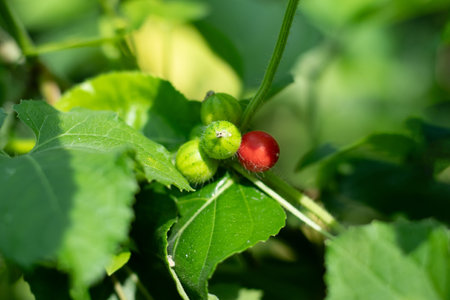 Bristly Bryony is a type of climbing vine with bristly hairs on its stems. Madras Pea Pumpkin, Bristly bryony, Cucumis maderaspatanus. Bryonia is used as a food plant by the larvae of some Lepidopteraの写真素材
