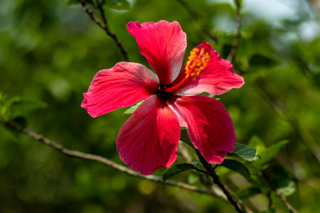 The China rose is a unique variety of hibiscus that produces large, double blooms in shades of pink, red, black, and white. Rosa chinensis, commonly known as the China Rose, is a member of the genus Rosa.の写真素材