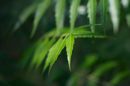 Azadirachta indica or Neem is a shade providing, leaves, tree where its extracts have insecticidal,...