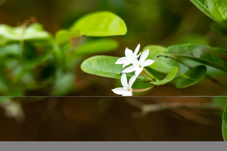 Carissa carandas, Black karonda is cultivated for its edible fruits. It is a hardy plant, and can...