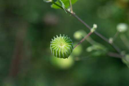 Velvetleaf is an extremely competitive plant, stealing nutrients and water away from crops. Spring planted row crops like corn and soybean, and rotating away from these crops helps manage the weedの写真素材