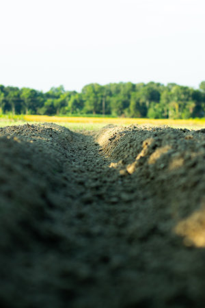 Rows of big trees are green in the distanceの写真素材