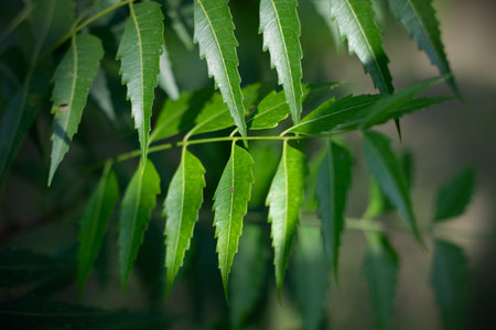 Neem or Azadirachta indica is a medicinal plant found in tropical and subtropical regions, and the...