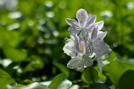 Water hyacinth can be used to make delicious vegetable. Water hyacinth is found to be suitable for...