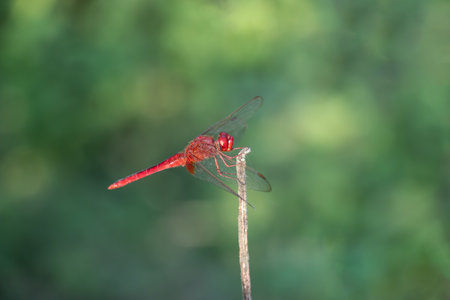 A red and gray grasshopper Grasshopper, any of a group of jumping insects found in a variety of habitats. Grasshoppers are found in greatest numbers in lowland tropical forest grasslandsの写真素材