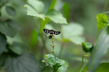 There are over ten thousand species of butterflies, so it is not surprising that their wings come in...