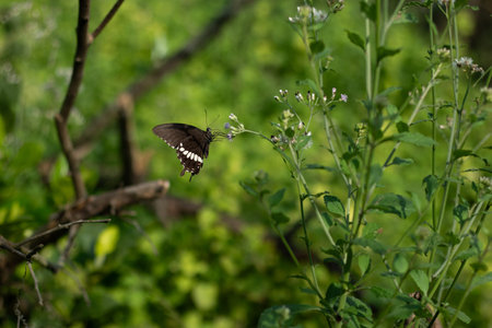 A colorful butterfly is collecting nectar from a flower. Butterflies and moths are closely related...