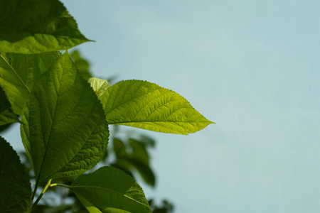 Morus rubra, or Red Mulberry leaf, is a deciduous tree that may grow to 30 feet with a short trunk...