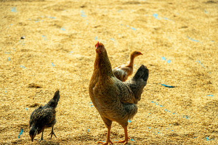 Female chickens usually lay eggs between 5 and 6 months. Female chicken, often kept for eggs or meat