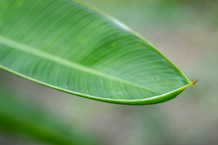 A banana leaf is just that, a large leaf cut from a banana tree. It is 12-20 inches wide and up to 6 feet long.Green young leavesの写真素材