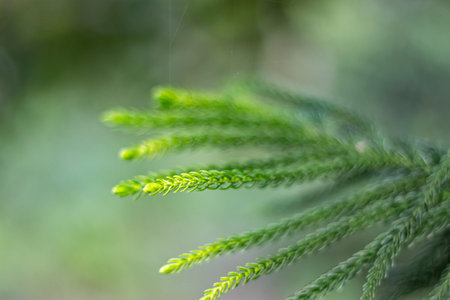 Botanical name Araucaria heterophylla. A very fine ornamental tree that is pyramidal in habit with a...