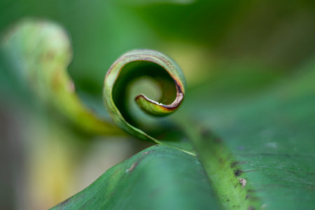 A banana leaf is twisted into a round shape. Macro photography. It can be used as wallpaper
