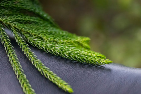 The leaves on the trunk are soft to the touch and delicately tender. Nature the Norfolk Island pine...
