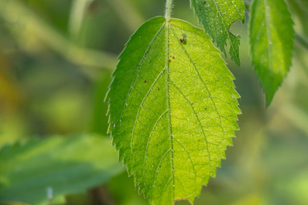 Smalls pike false nettle. Minute green to whitish flowers are in spikes 2 to 4 inches long that arise from the leaf axils in the upper part of the plantの写真素材