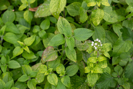 Mistflower typically grows to about 3 feet tall. It grows naturally in full to partial sun and...