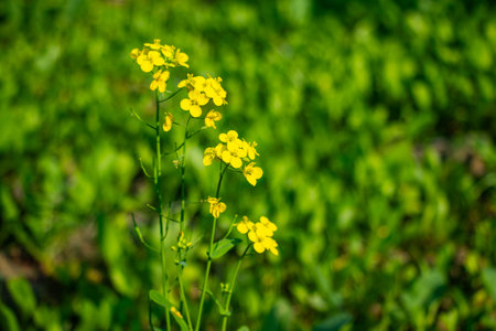 Yellow mustard flowers. The flowers are bitter and herbaceous, pungent and pepper-like in taste....