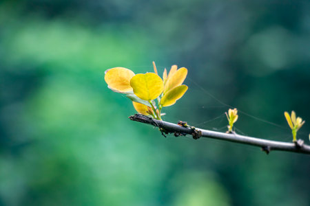 Black locust is a member of the Fabaceae pea family.Black locust produces hanging clusters of very fragrant white flowers in springの写真素材