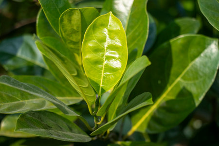 The leaves release tannins, which can boost shrimp immunity propertiesの写真素材