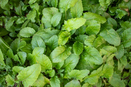 Plants grow 1 to 2 feet in height. Hawksbeard, in the Asteraceae daisy family, is a weedy summer annual herb that can be found growing as an agriculturalの写真素材