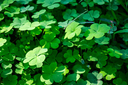 Yellow wood-sorrel. it tends to grow in woodlands, meadows, and in disturbed areas as both a...