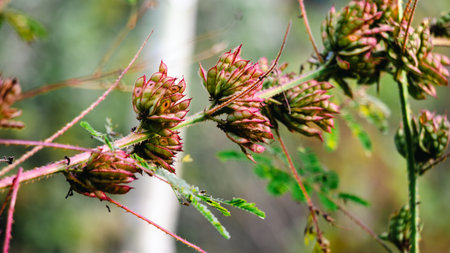 Botanical name Mimosa diplotricha. The plant's flowers have been used to treat symptoms associated with palpitationsの写真素材