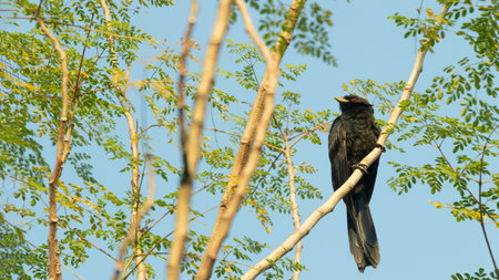The Asian Koel Eudynamys scolopaceus is a large cuckoo bird. The cuckoo bird is sitting on the branch of the Moringa treeの写真素材