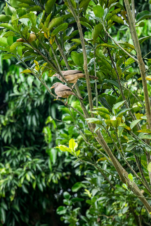 The Jungle Babbler is a plain looking, compactly built bird, commonly known as Seven Sisters due to its social natureの写真素材