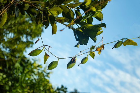 Ivy gourd is rich in essential nutrients and has various health benefits. Coccinia grandis, It is high in vitamins A and C, calcium, iron, and fiberの写真素材