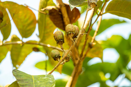 Woody capsules. Lagerstroemia floribunda Thai crepe myrtle or Pink Pride of India is a deciduous or semi evergreen tree from the Lythraceae familyの写真素材