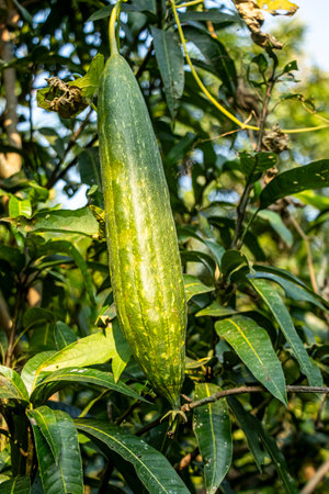 Sponge gourd, also known as Luffa cylindrica or Egyptian cucumber, is a fast growing vine belonging to the Cucurbitaceae gourd familyの写真素材
