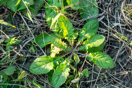 Dandelions are known for their edible leaves and medicinal uses, including support for digestion,...