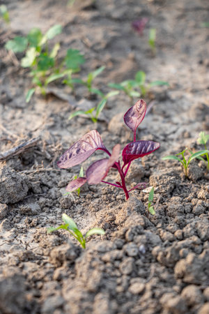 Red Amaranth Amaranthus spp is a fast growing. Leaves Broad, oval to lance shaped, with striking red. It is cultivated worldwide for its nutritional valueの写真素材