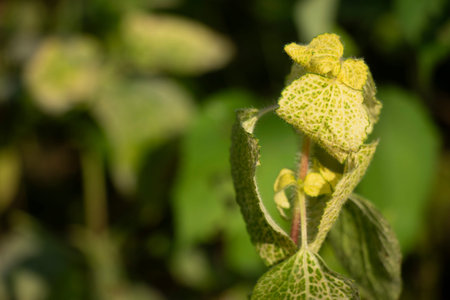 Flowers Small, fluffy, white to pale purple, in clusters. Leaves Oval to lance shaped, hairy. Fruits...