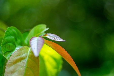 Flacourtia indica leaves, or Indian plum, is a small to medium deciduous tree with thorny branches...