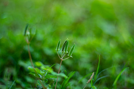Creeping Wood Sorrel. Its small, yellow or purple flowers bloom in clusters. This plant thrives in...