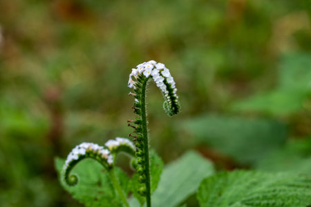 Plant with small, fragrant white or purple flowers arranged in clusters. The plant grows in sunny, welldrained soils and attracts pollinatorsの写真素材